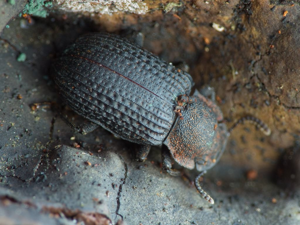 Bolitophagus reticulatus (Linnaeus, 1767)